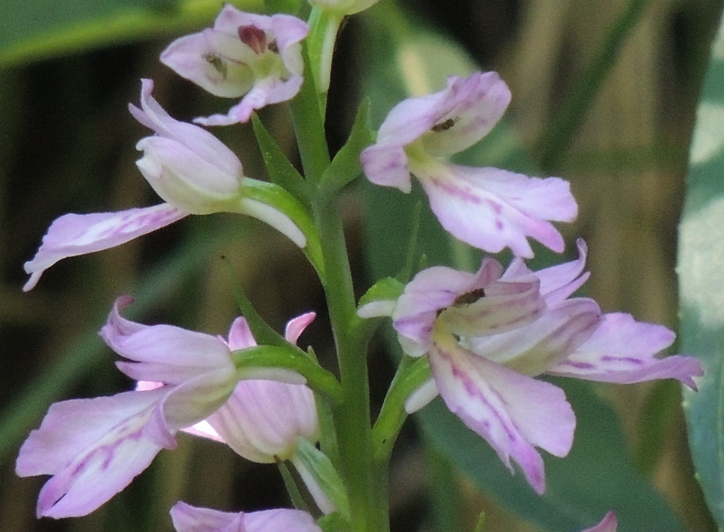 Dactylorhiza iberica (M.Bieb. ex Willd.) Soó 2