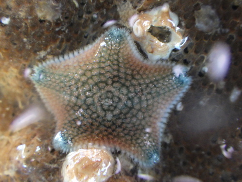New Zealand Common Cushion Star, photo 8 of 9