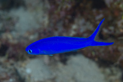Hoplolatilus starcki