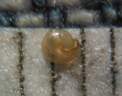 Guppya sterkii