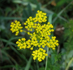 Cymopterus lemmonii