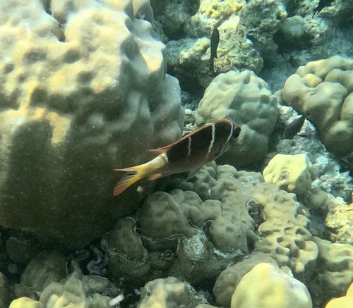 Redfin Bream — seen at this dive site