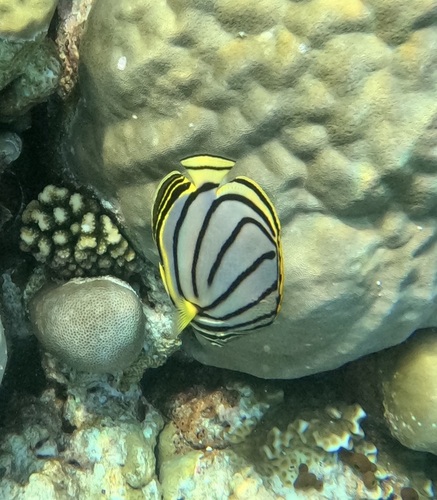 Meyer's Butterflyfish — seen at this dive site