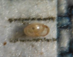 Guppya sterkii