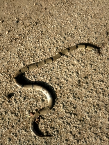Banded kukri snake