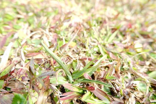 Spiranthes × hongkongensis, photograph 1