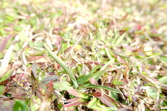 Spiranthes × hongkongensis, photograph 王天明, CC BY, iNaturalist via GBIF