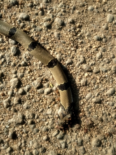 Banded kukri snake