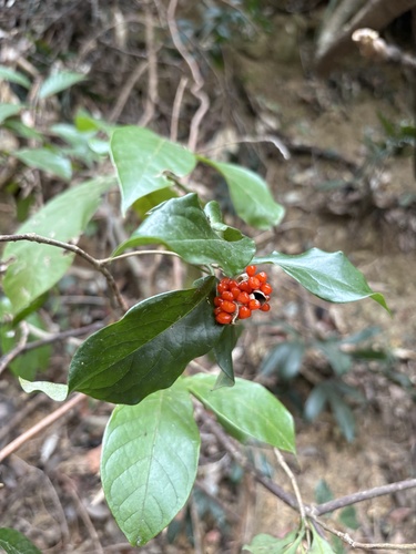 Pittosporum glabratum, 2026-01-27