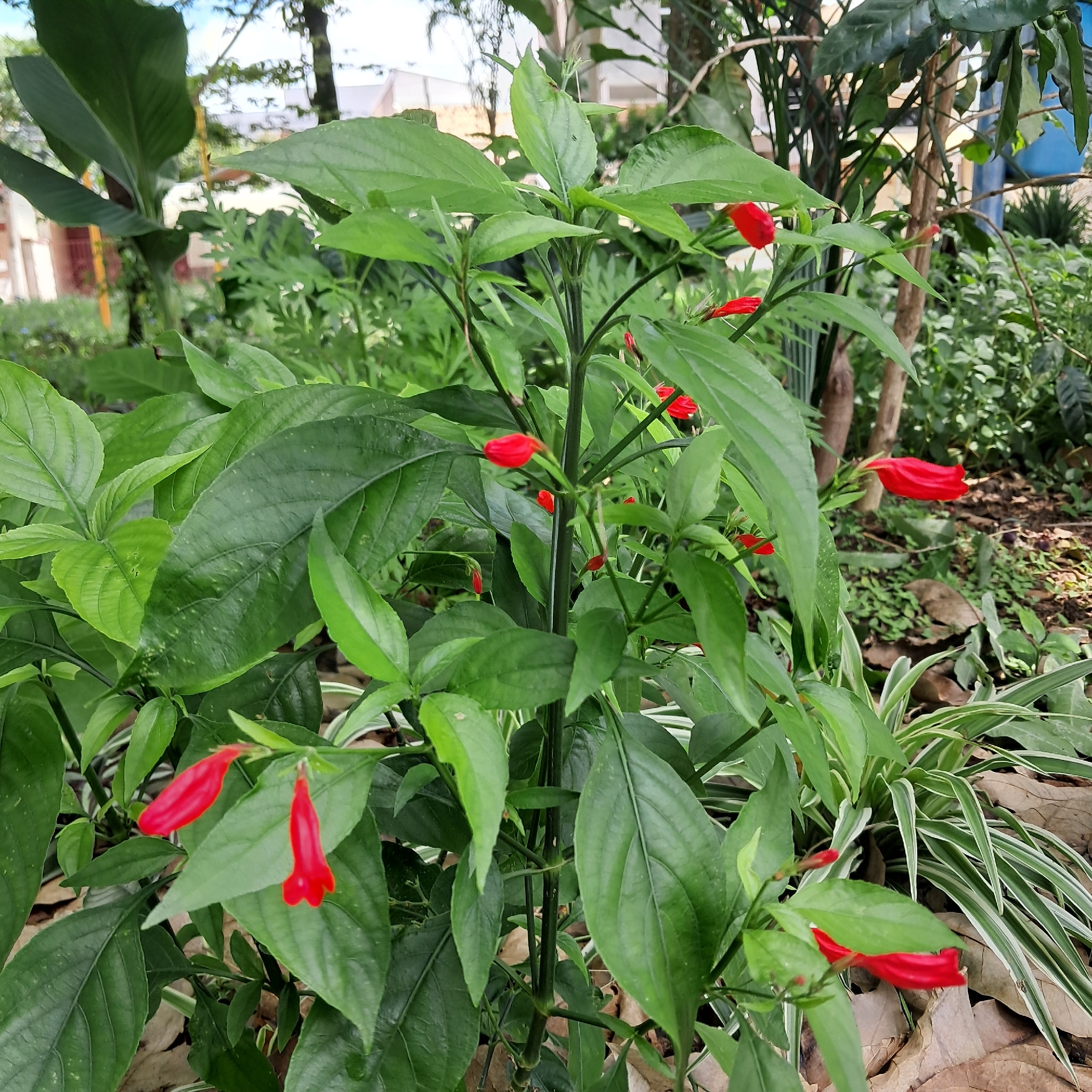 Ruellia brevifolia