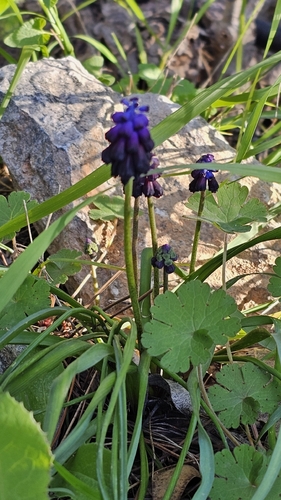 Muscari commutatum (Muscari commutatum)