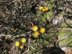 Ferocactus echidne victoriensis