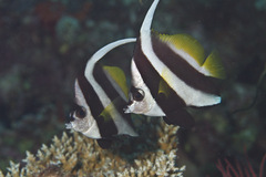 Heniochus acuminatus