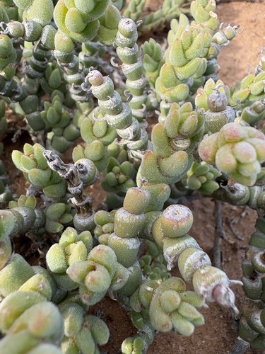 Mesembryanthemum tomentosum