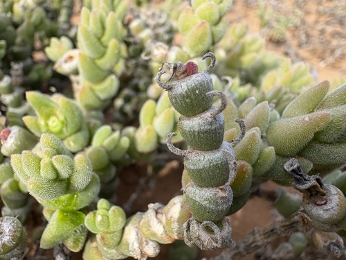 Mesembryanthemum tomentosum