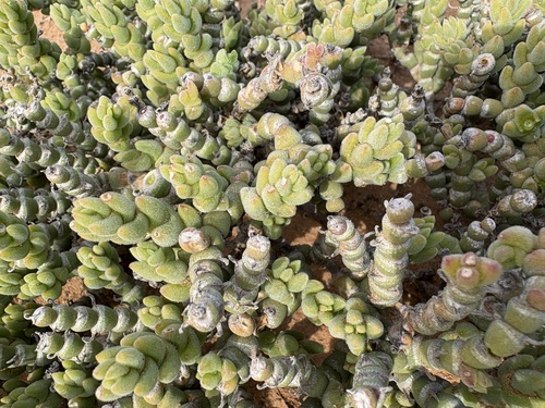 Mesembryanthemum tomentosum