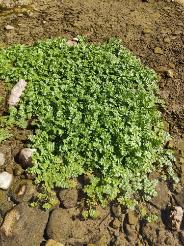 creeping marshwort (Helosciadium repens)