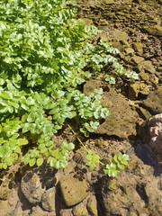 Helosciadium repens, photograph (c) Gianmaria Bonari, some rights reserved (CC BY)