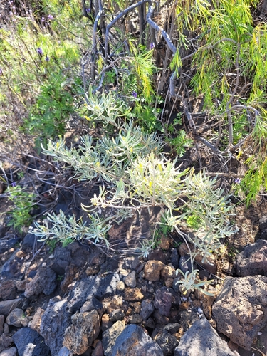 Cneorum pulverulentum, photograph 3