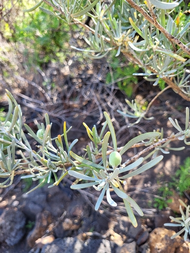 Cneorum pulverulentum, photograph 4