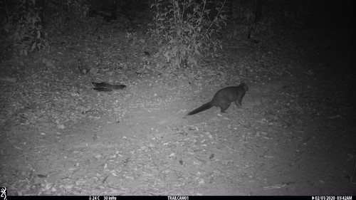 Short-eared Brush-tailed Possum, Bungawalbin NSW 2469, Australia, photo 7 of 10