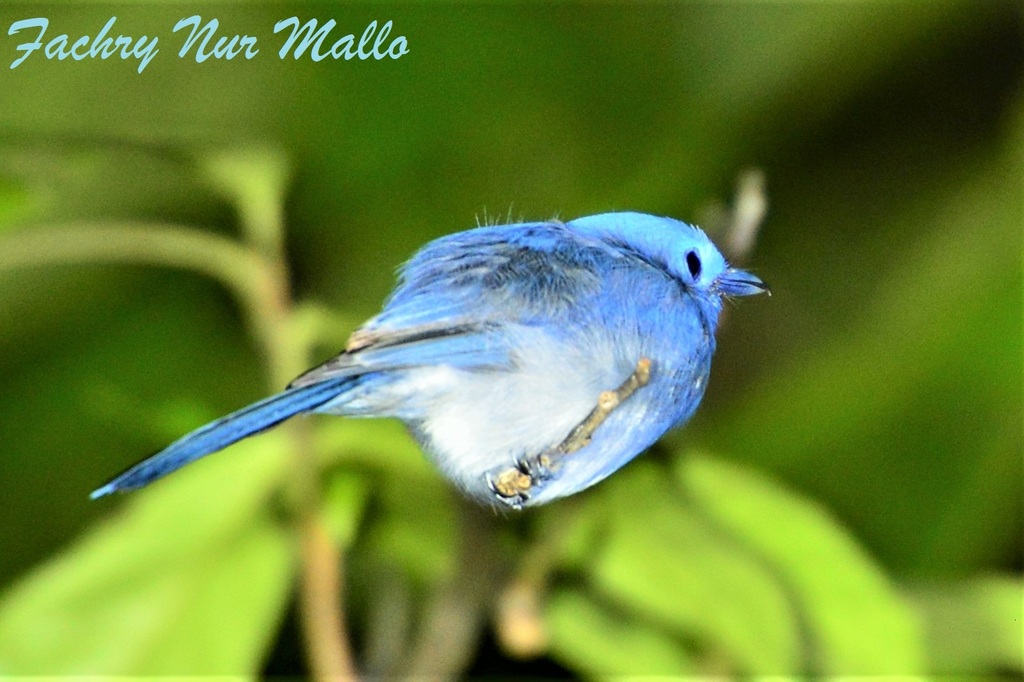 Black-naped Monarch (Hypothymis azurea)