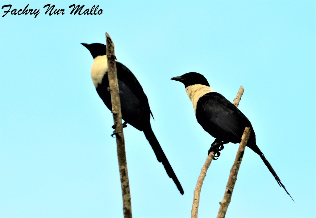 Southern White-necked Myna (Streptocitta albicollis)