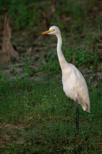 iNaturalist: (c) Karthik, some rights reserved (CC BY-NC), uploaded by Karthik iNaturalist image