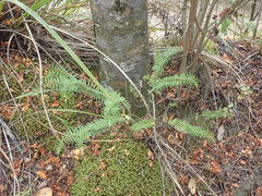 Veronica diosmifolia