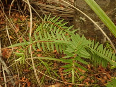 Veronica diosmifolia