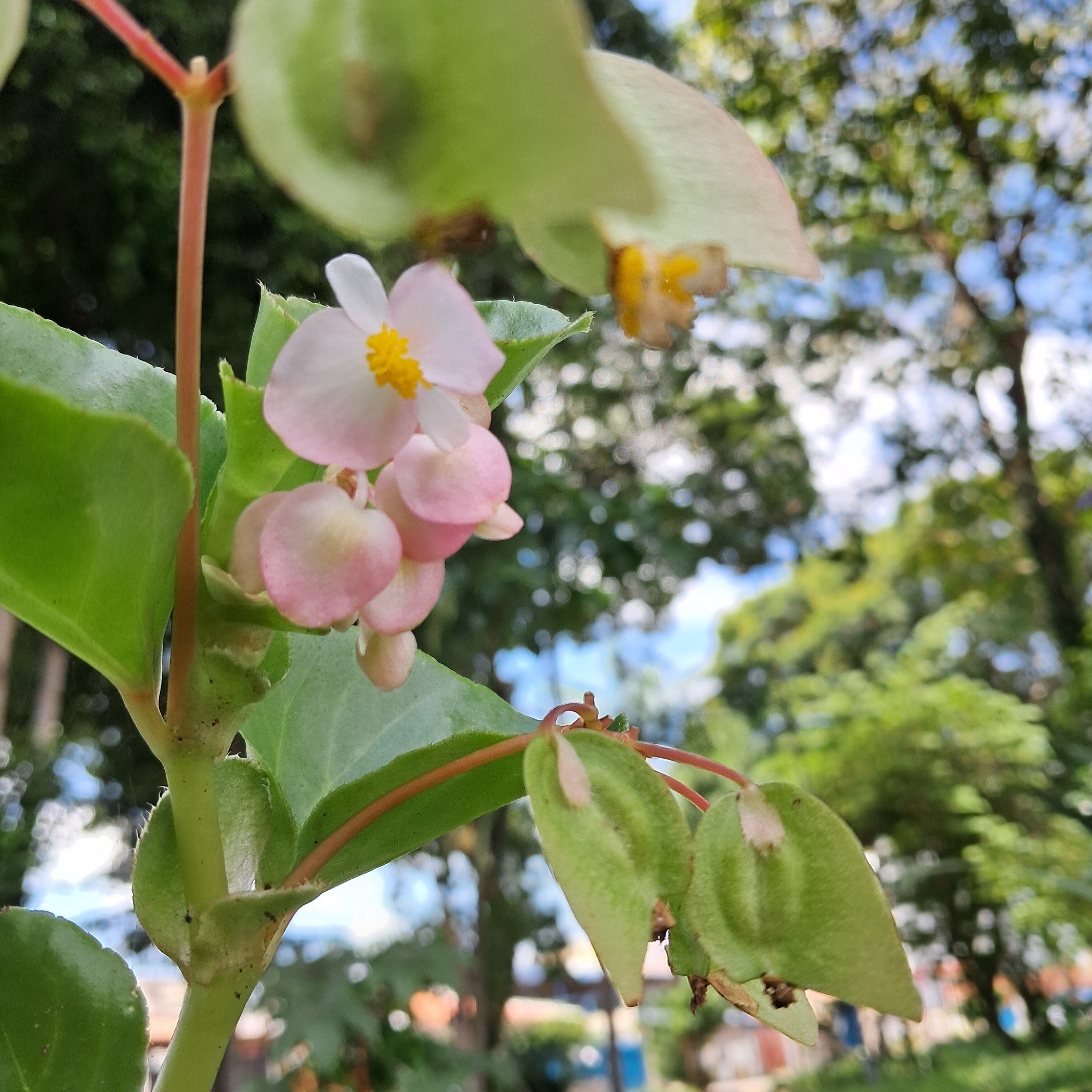 Begonia cucullata