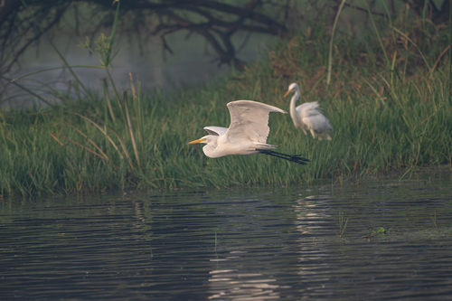 iNaturalist: (c) Karthik, some rights reserved (CC BY-NC), uploaded by Karthik iNaturalist image