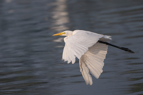 iNaturalist: (c) Karthik, some rights reserved (CC BY-NC), uploaded by Karthik iNaturalist image