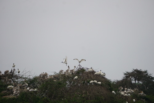 Black-headed Ibis (Threskiornis melanocephalus)