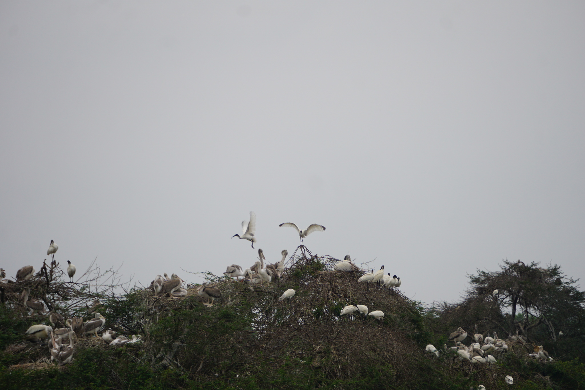 Black-headed Ibis (Threskiornis melanocephalus), photo 1