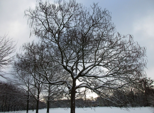 Foto de catalpa