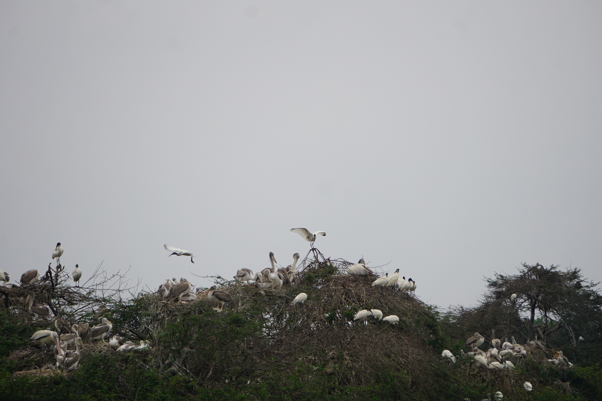 Black-headed Ibis (Threskiornis melanocephalus), photo 2