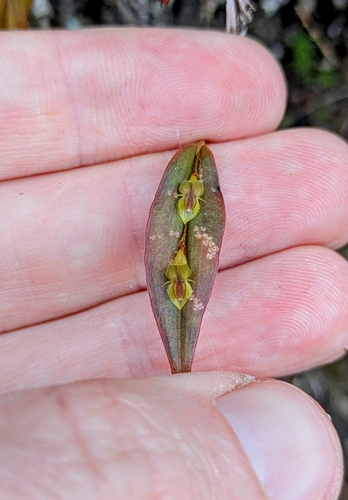 Blunt Point Lepanthes (Lepanthes mucronata)