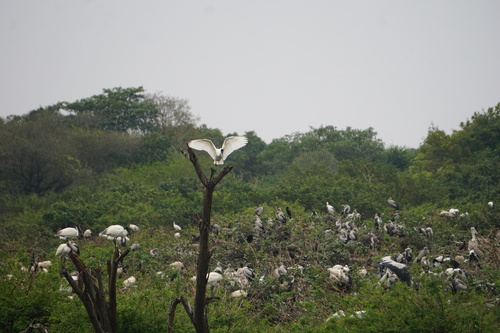 Black-headed Ibis (Threskiornis melanocephalus), photo 9