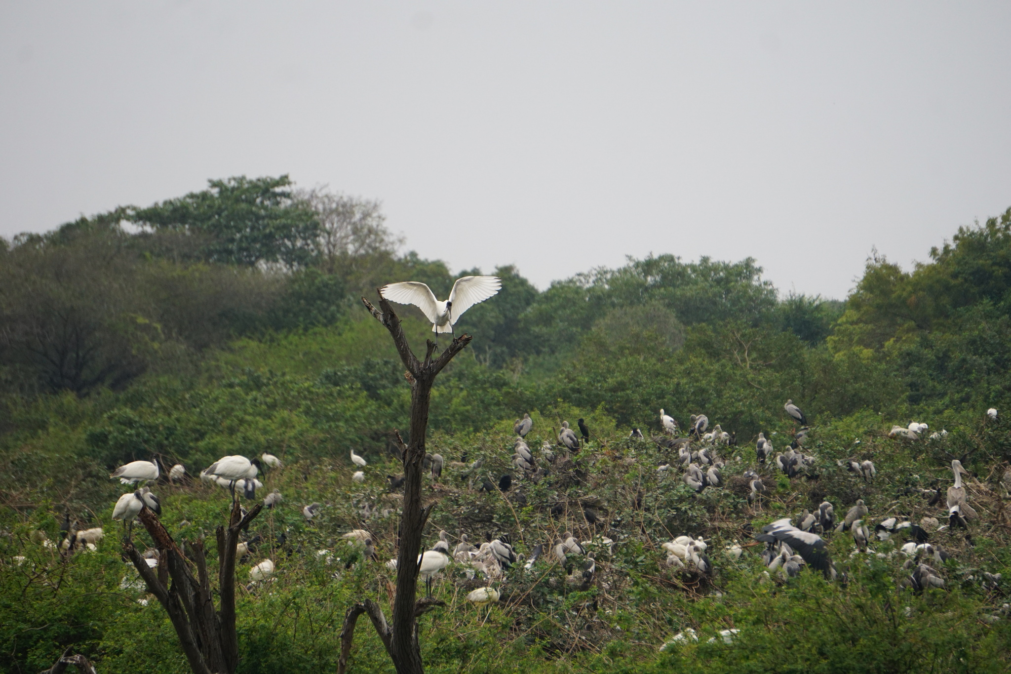 Black-headed Ibis (Threskiornis melanocephalus), photo 9