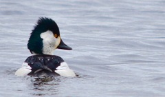 Bucephala albeola × clangula