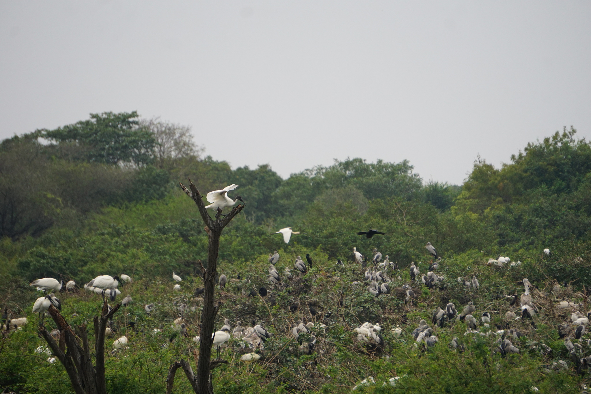 Black-headed Ibis (Threskiornis melanocephalus), photo 8