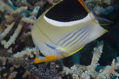 Chaetodon ephippium