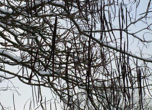 Foto de catalpa