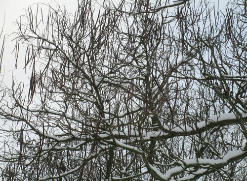 Foto de catalpa