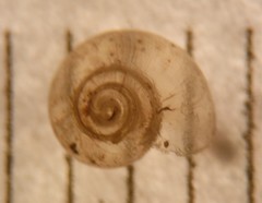 Glyphyalinia
