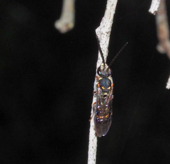 Lasioglossum peraustrale