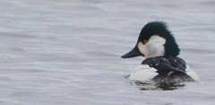 Bucephala albeola × clangula