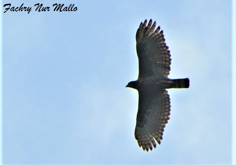 Elang sulawesi (Nisaetus lanceolatus)