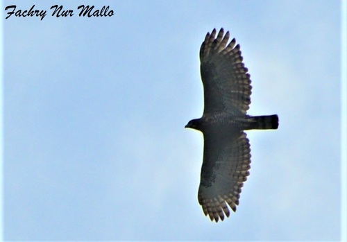 Nisaetus lanceolatus
